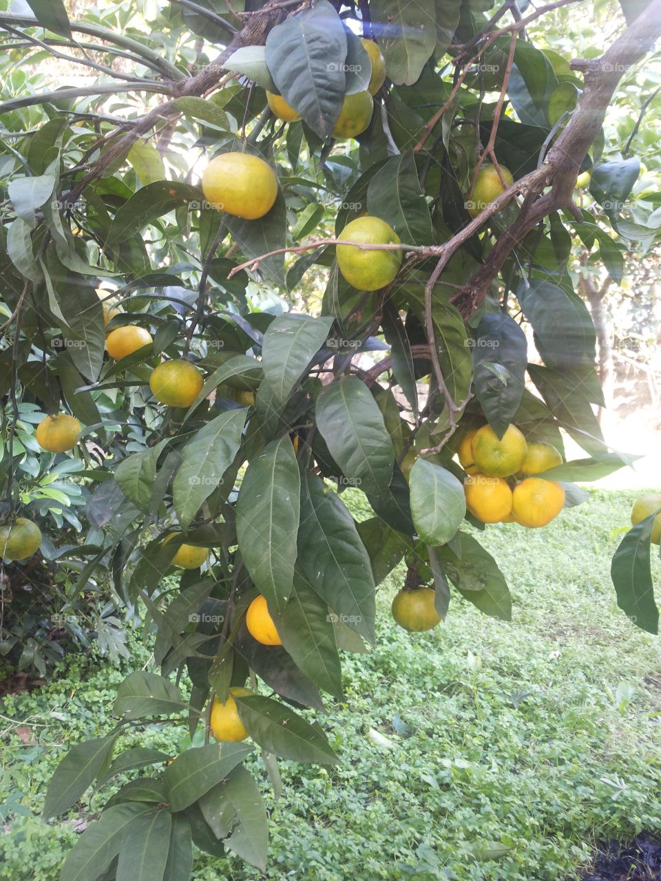 mandarine. Three of mandarines