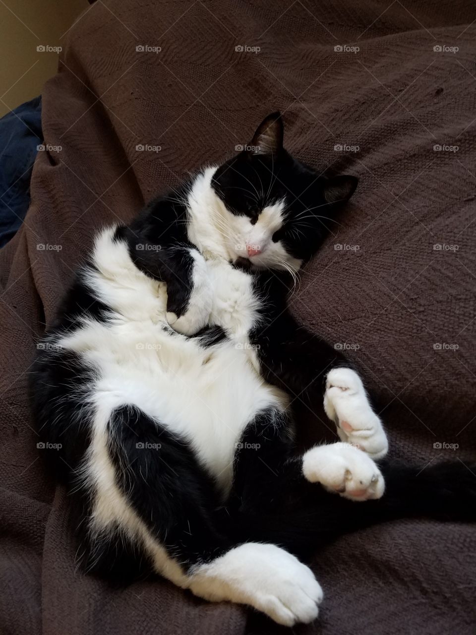 sleepy tuxedo cat