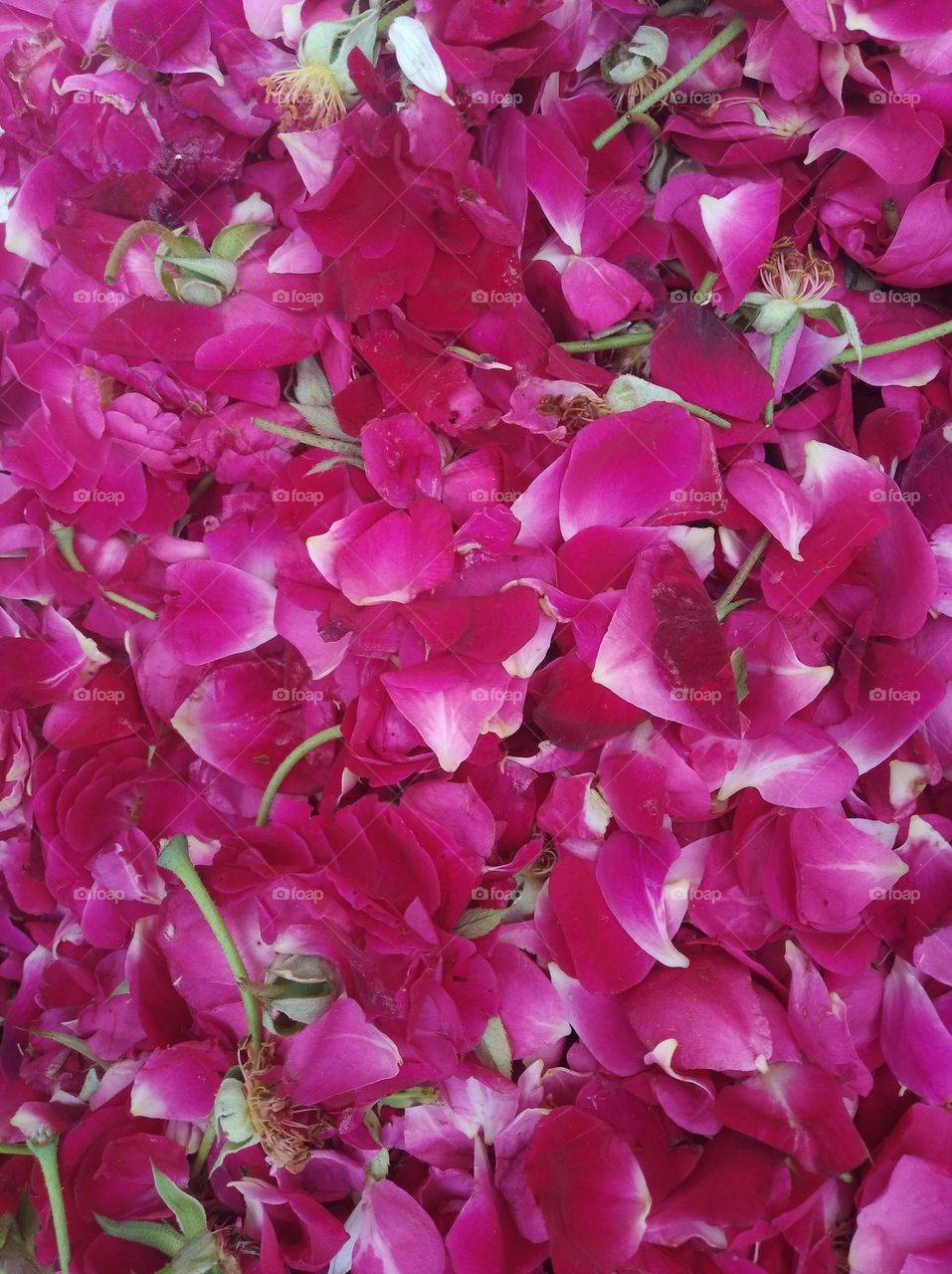 Rose pink flower seasonal fresh shurb small size looks very beautiful generally found everywhere