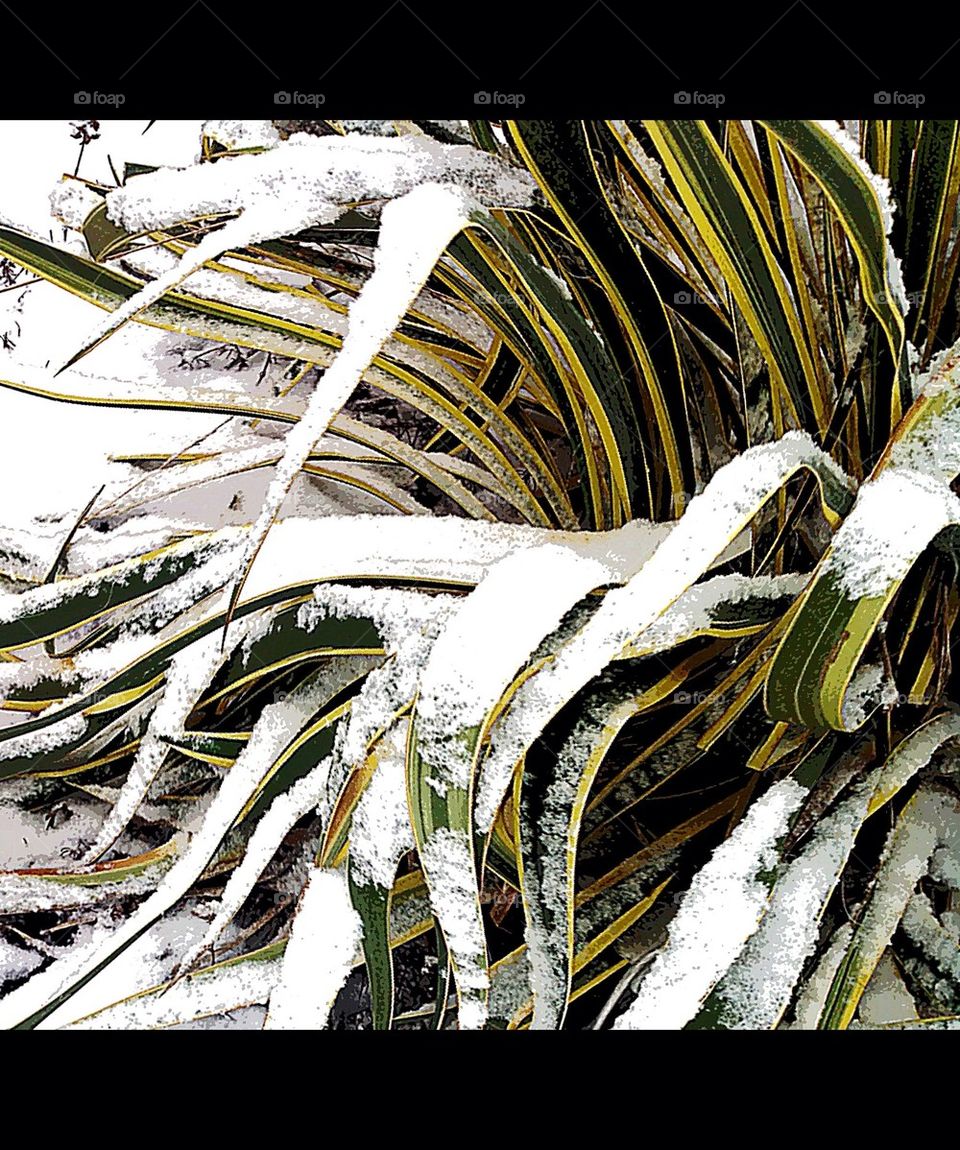 Snowy Yucca