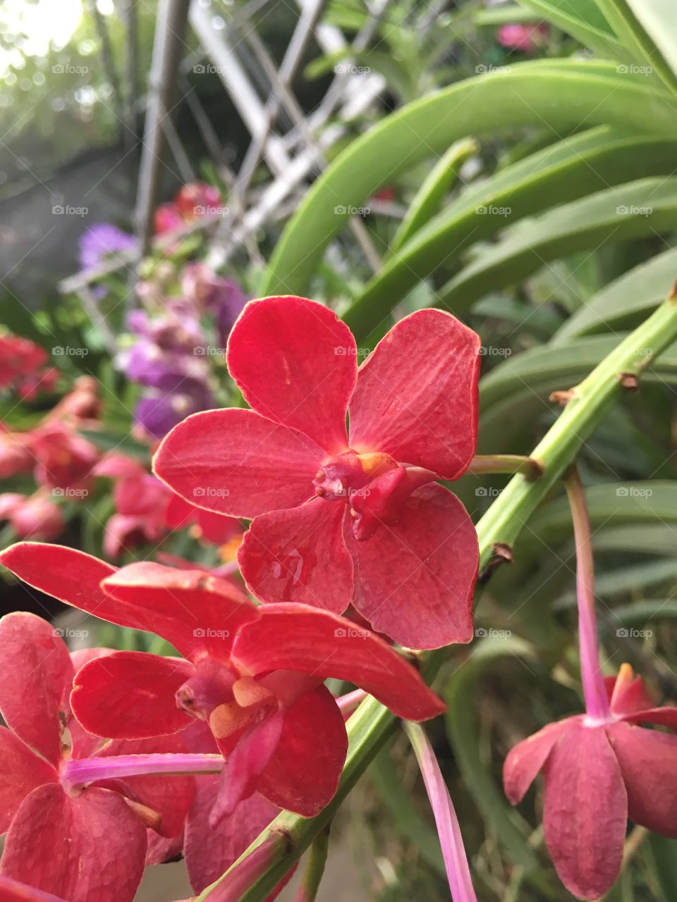Thailand Orchids 