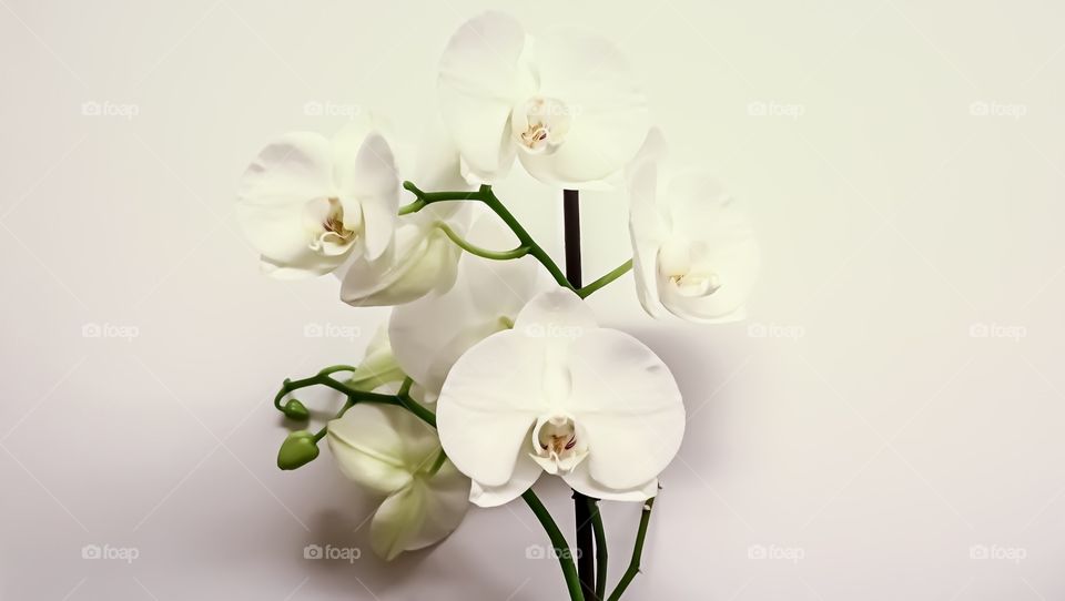White Orchid