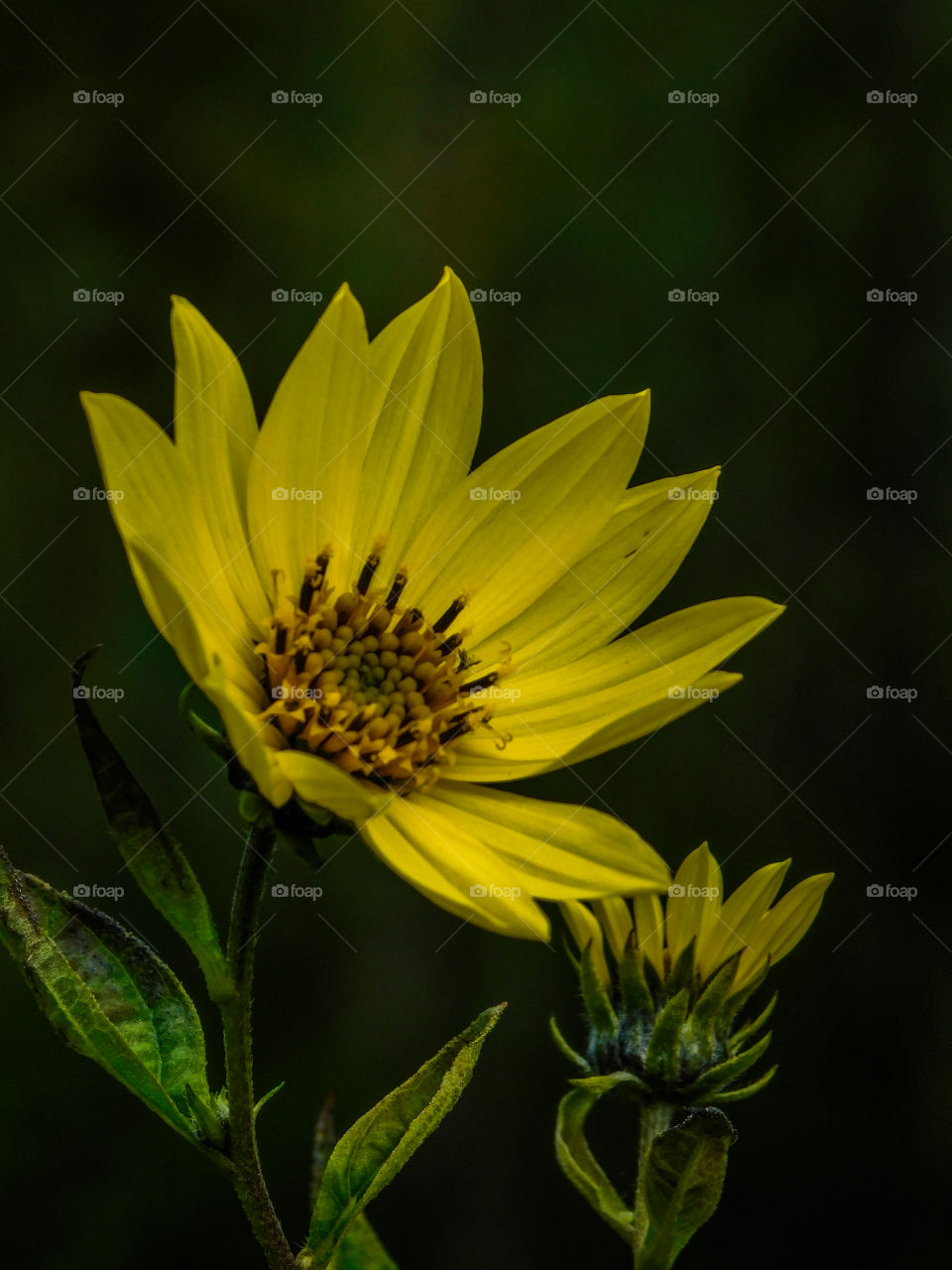 Yellow flower