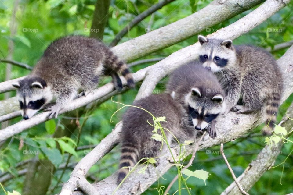 Litter of four raccoons up in a tree