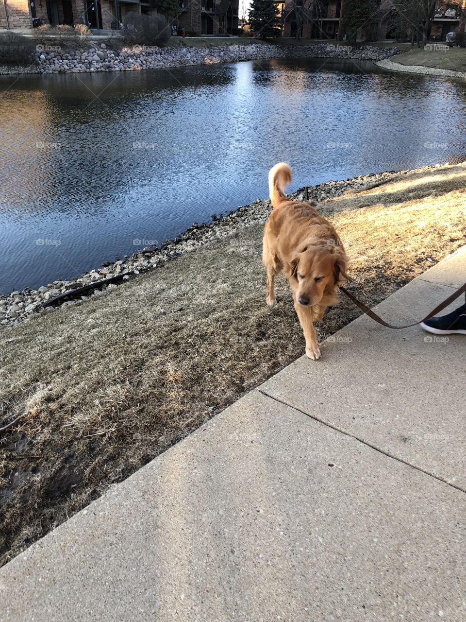 Golden retriever on leash. Grass, gravel and lake 