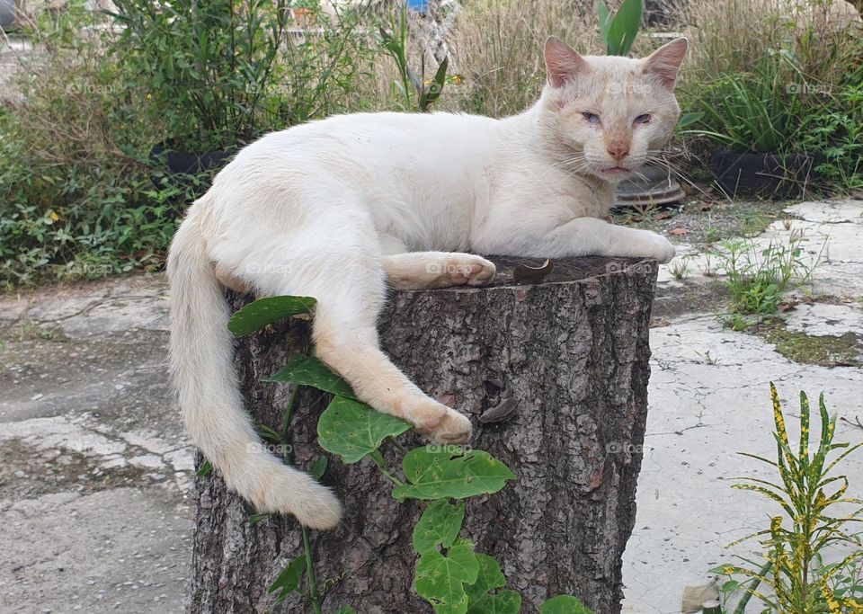 beautiful white cat with blue eyes very cute