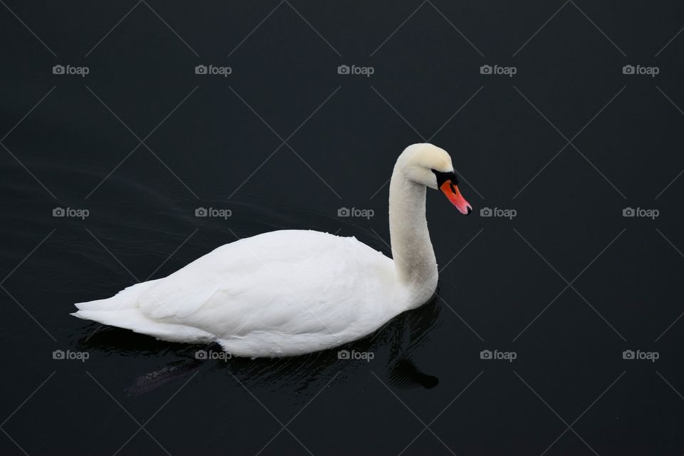 Cute goose on lake