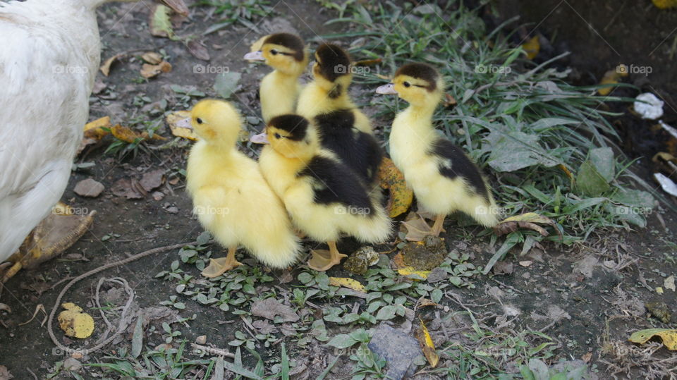 ducklings