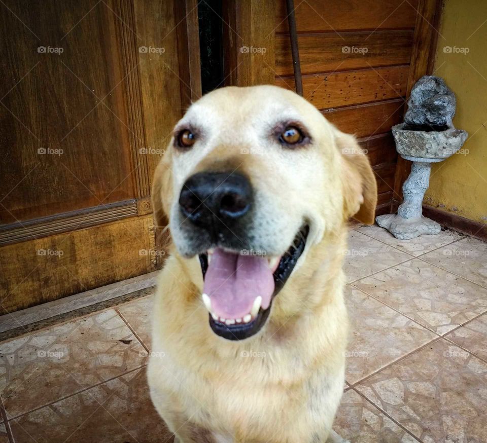 happy old dog  Golden retriever