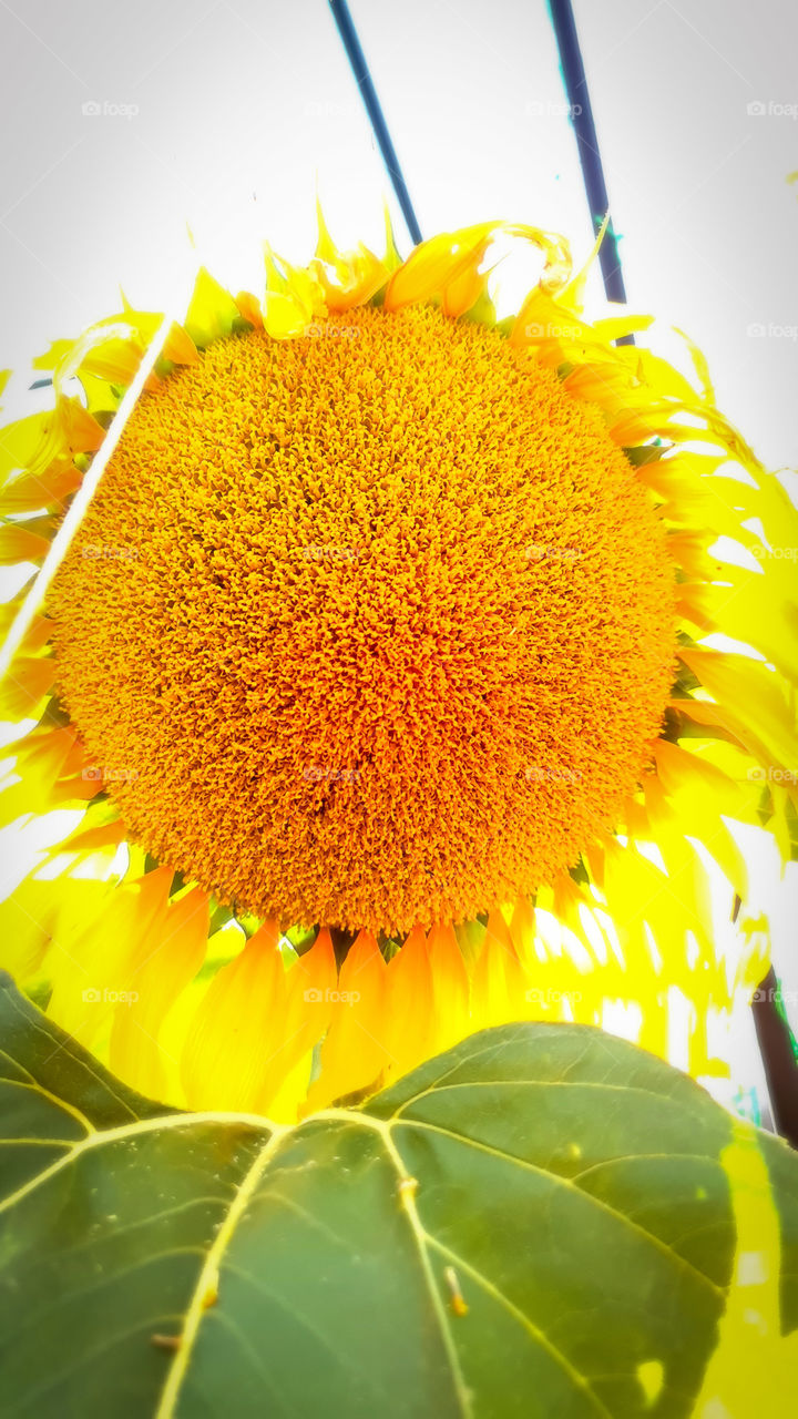 View of Sunflower during sunset