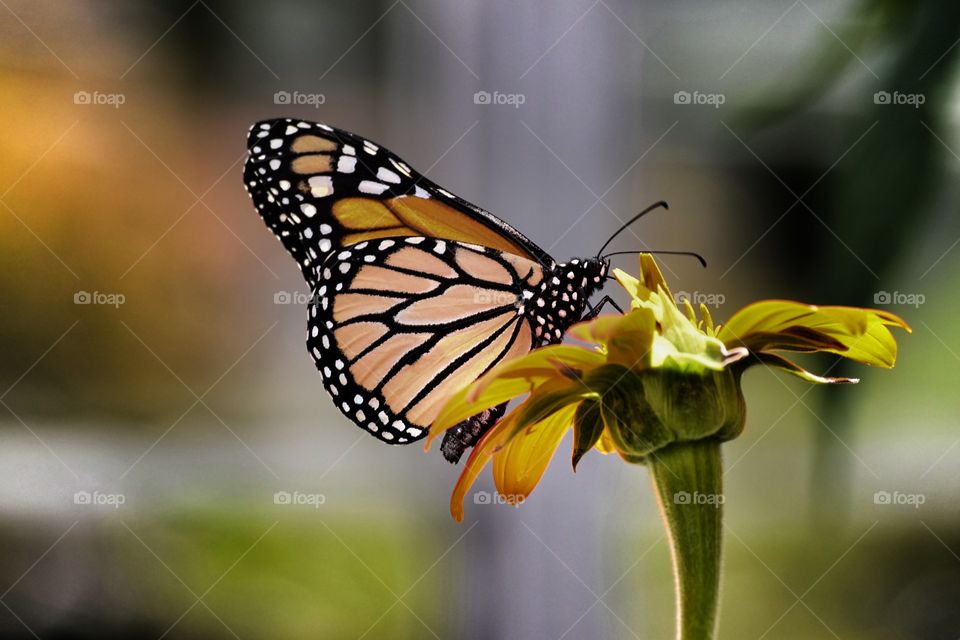 Butterfly on flower