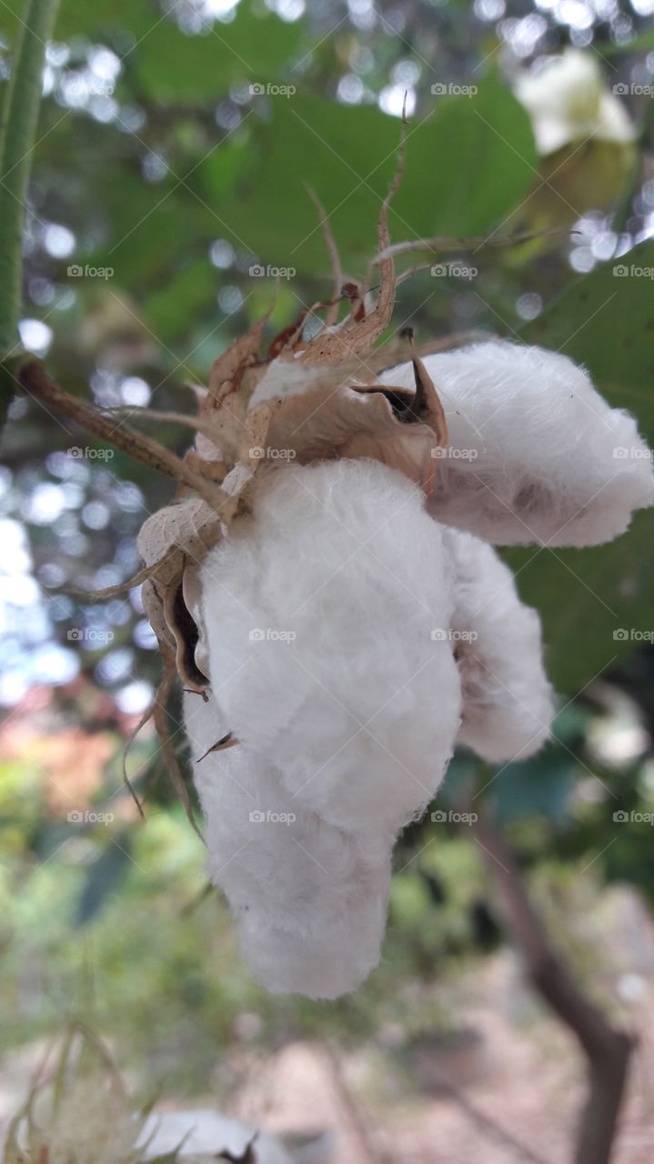 cotton in nature