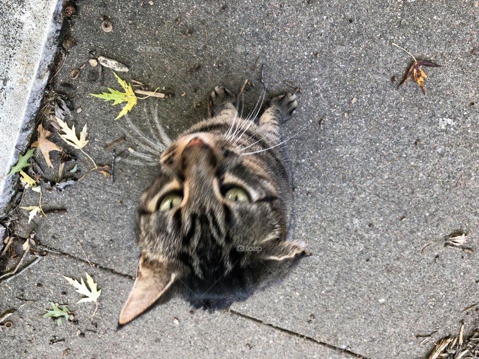 Male cat with hurt ear