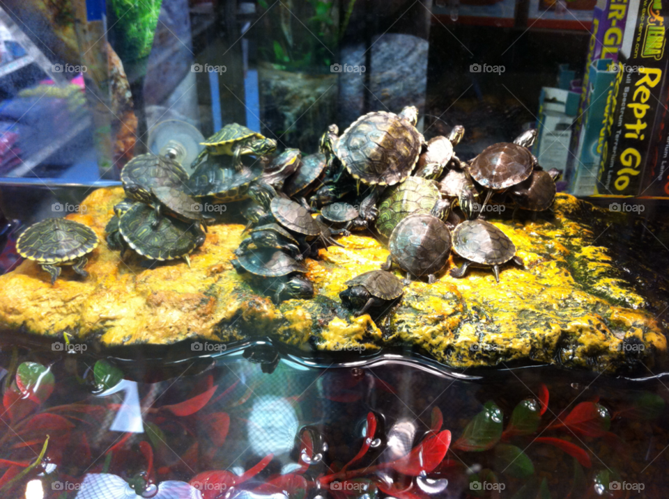 pets reptiles aquarium shell by militantrubberducky