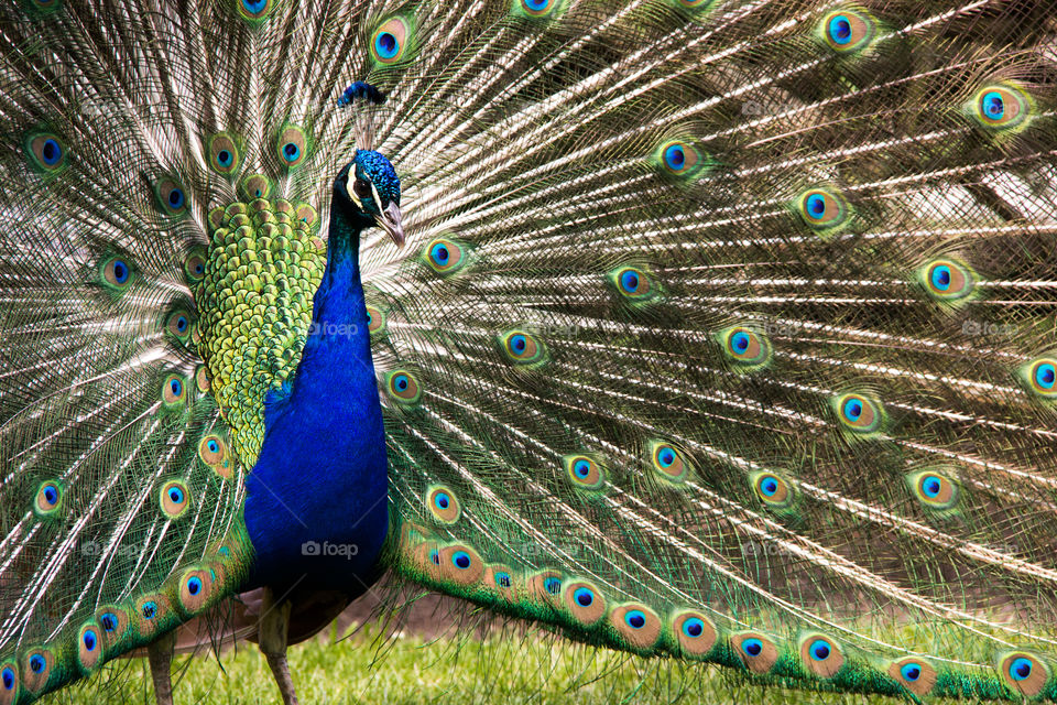 Peacock 