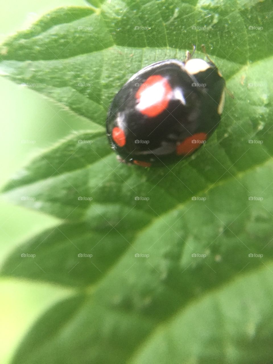 Ladybug natural nature 