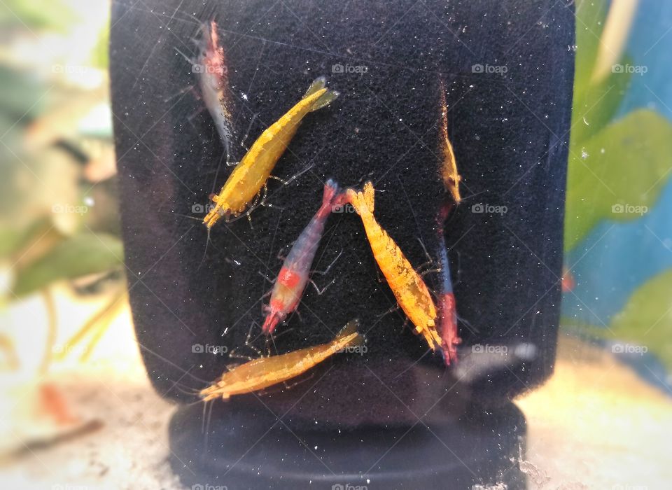shrimp aquarium