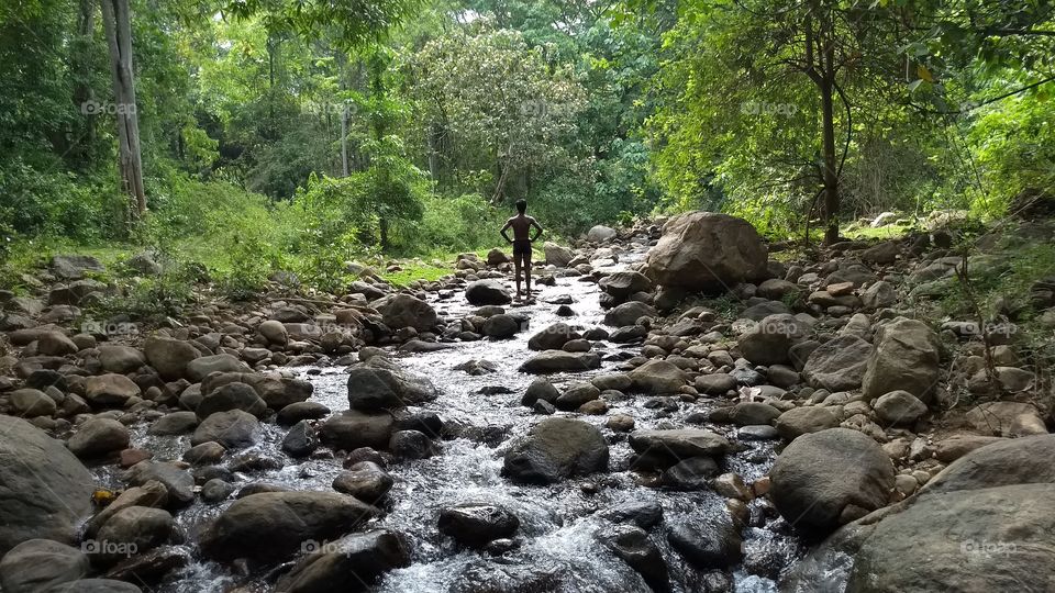 Water, Nature, Wood, Stream, Rock