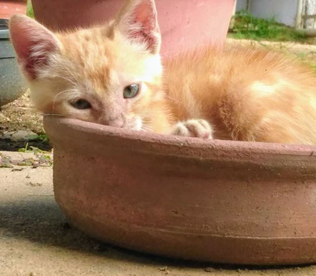 cat