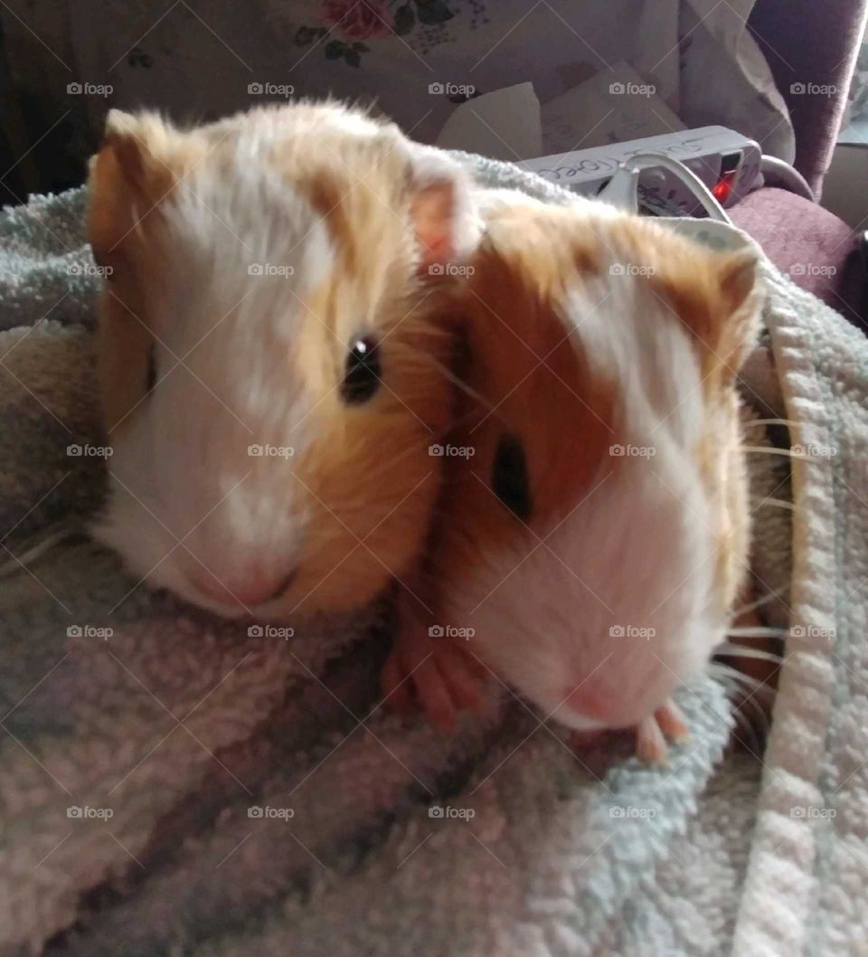 Two little pigs