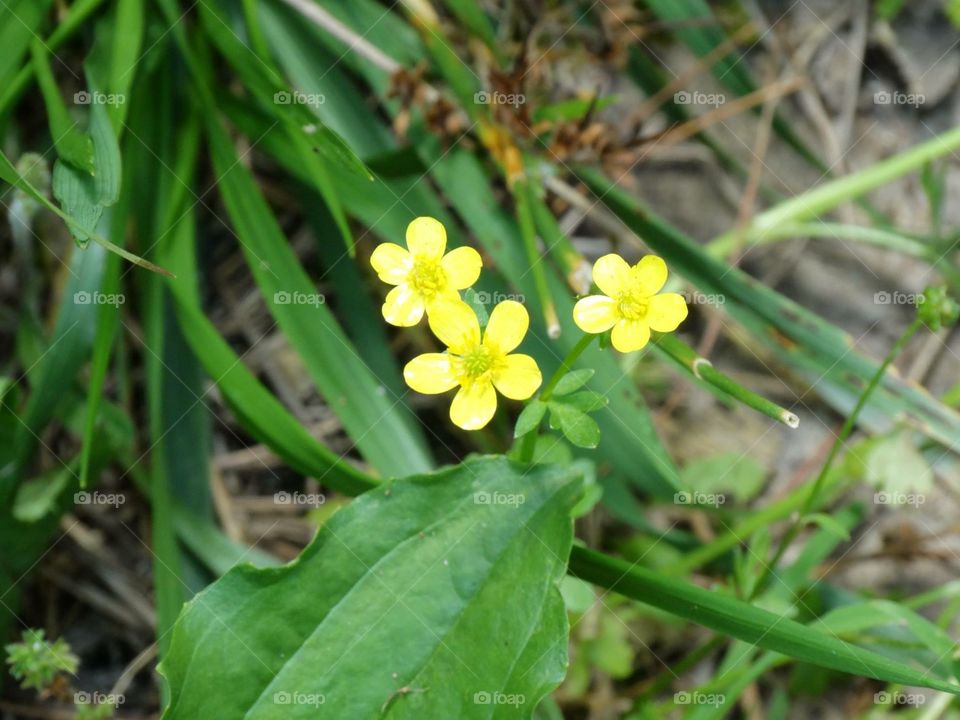 Yellow flowers 