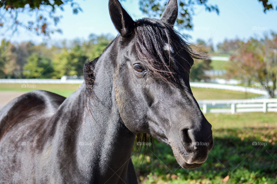 View of black horse