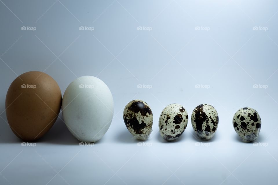 Type of egg