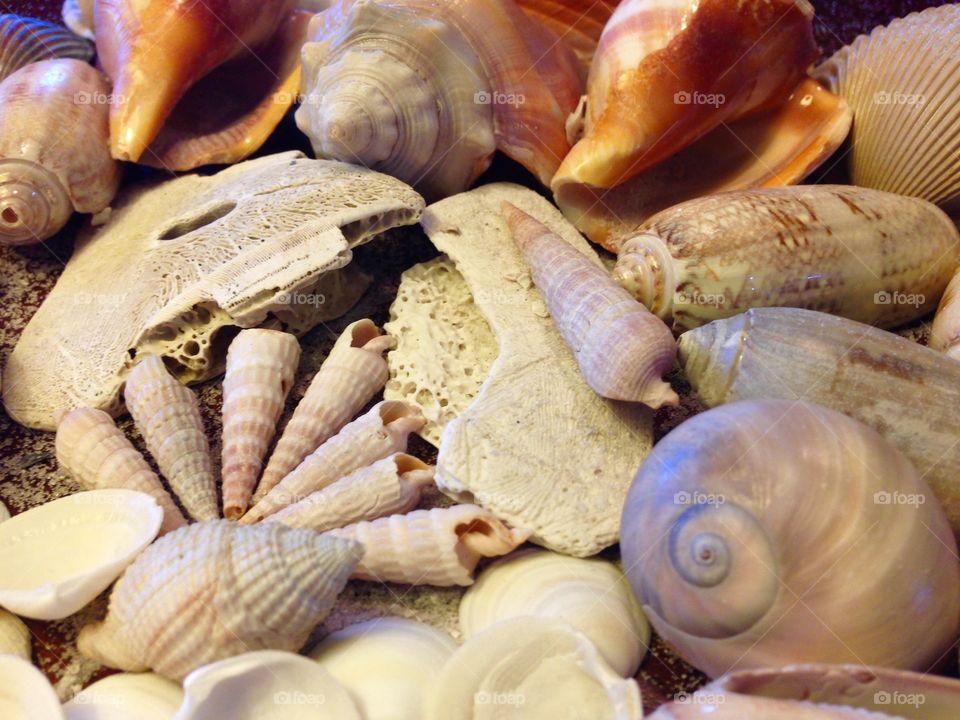 Seashells 10