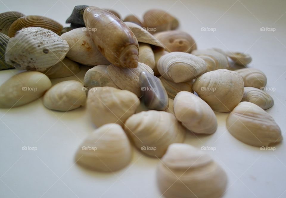Seashells 