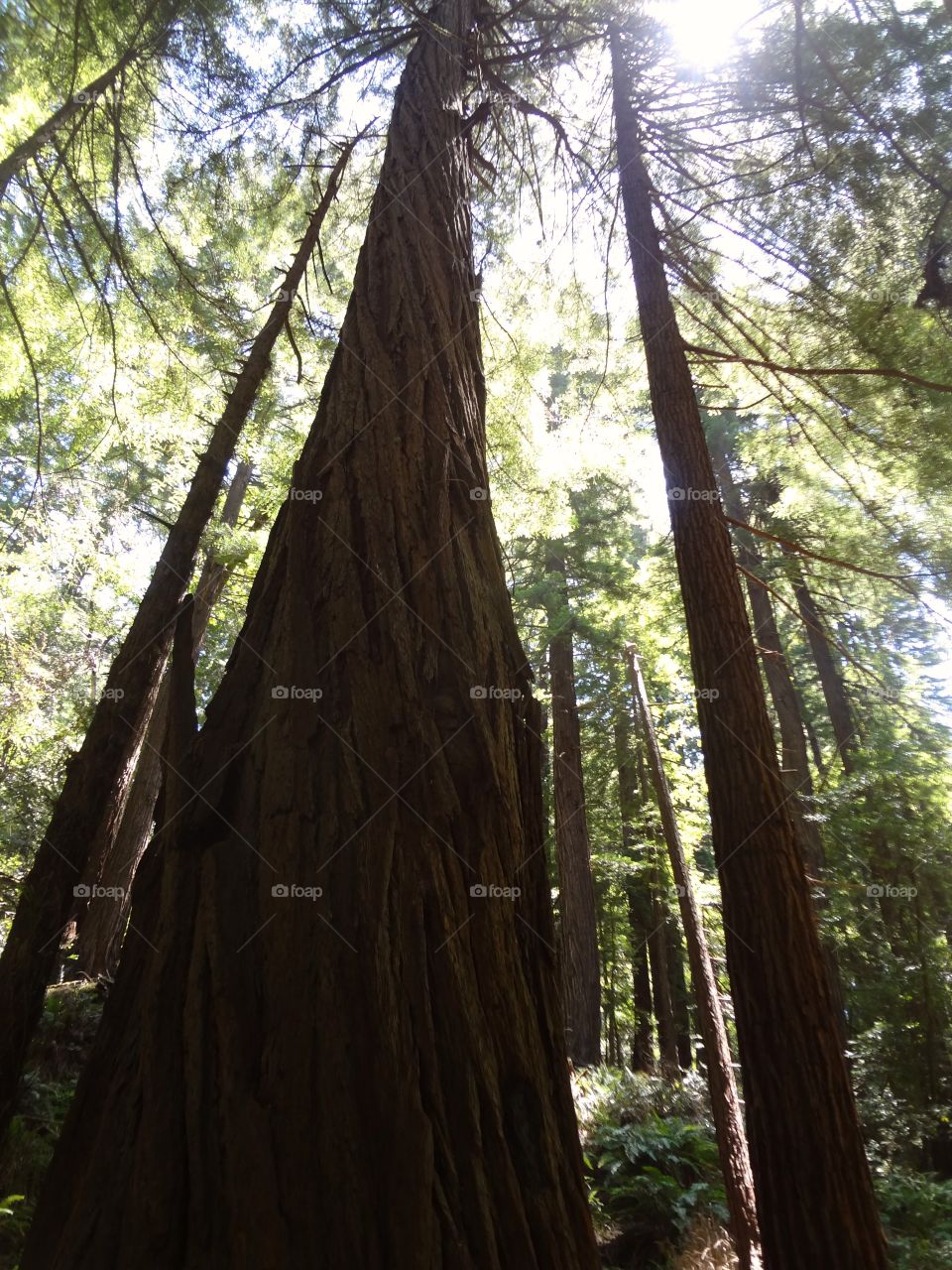 Muir Woods Trees