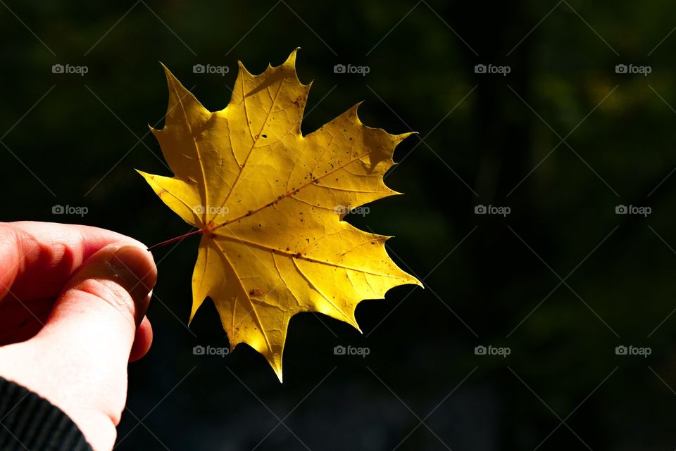 Foliage in a beautiful autumn color