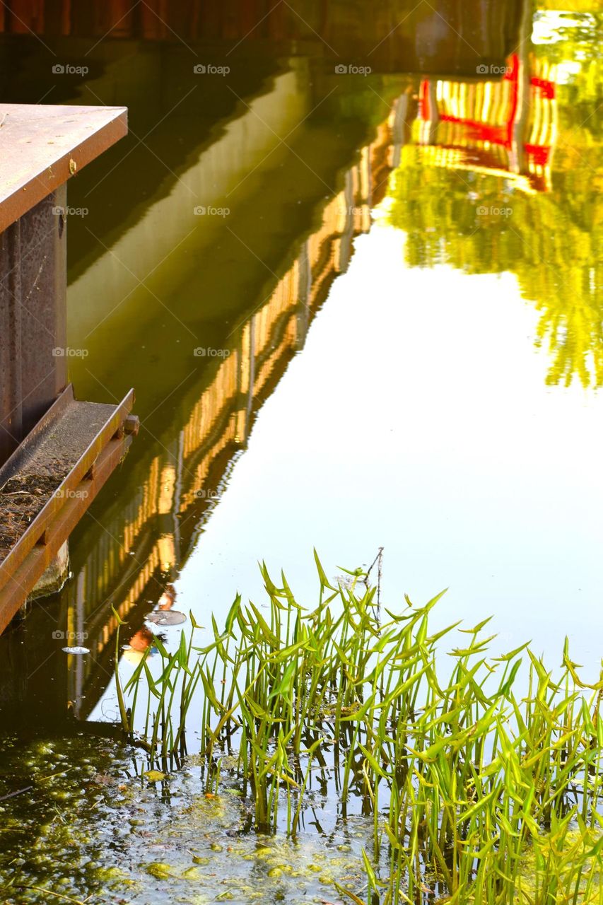 Water plants grow at the base of a pretty bridge whose reflection is seen in the water