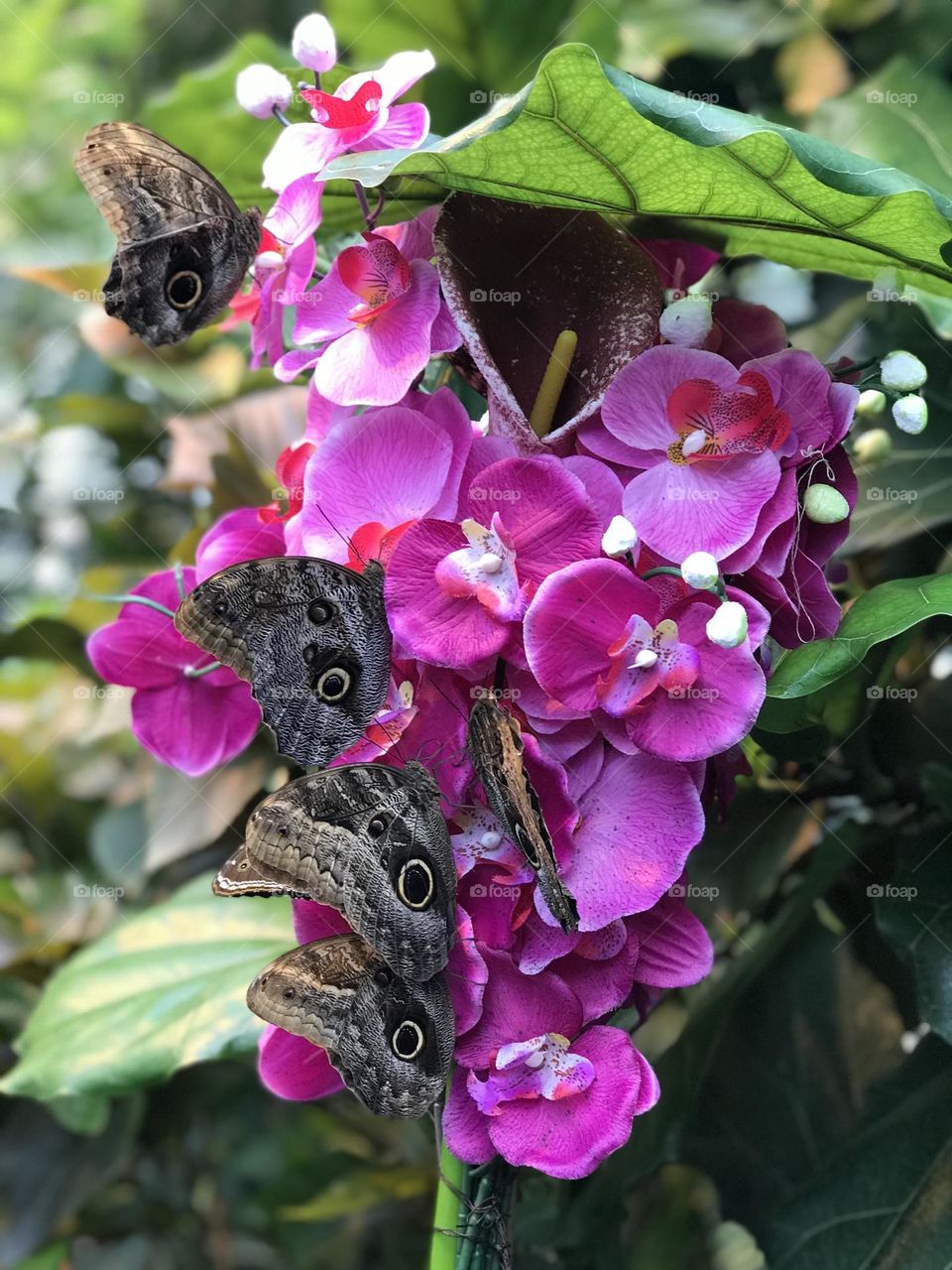 Fuchsia orchid with butterflies 