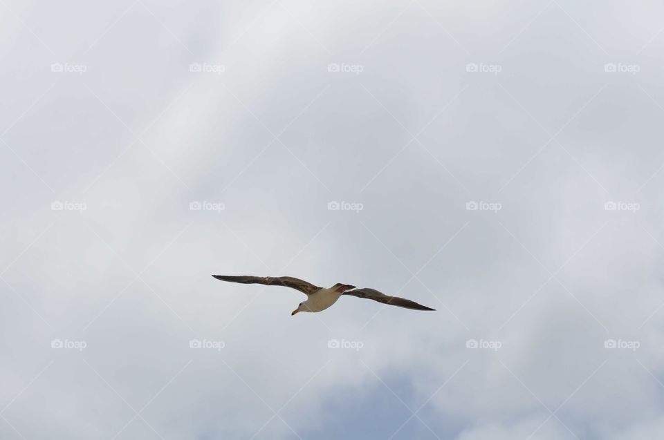 Flying seagull