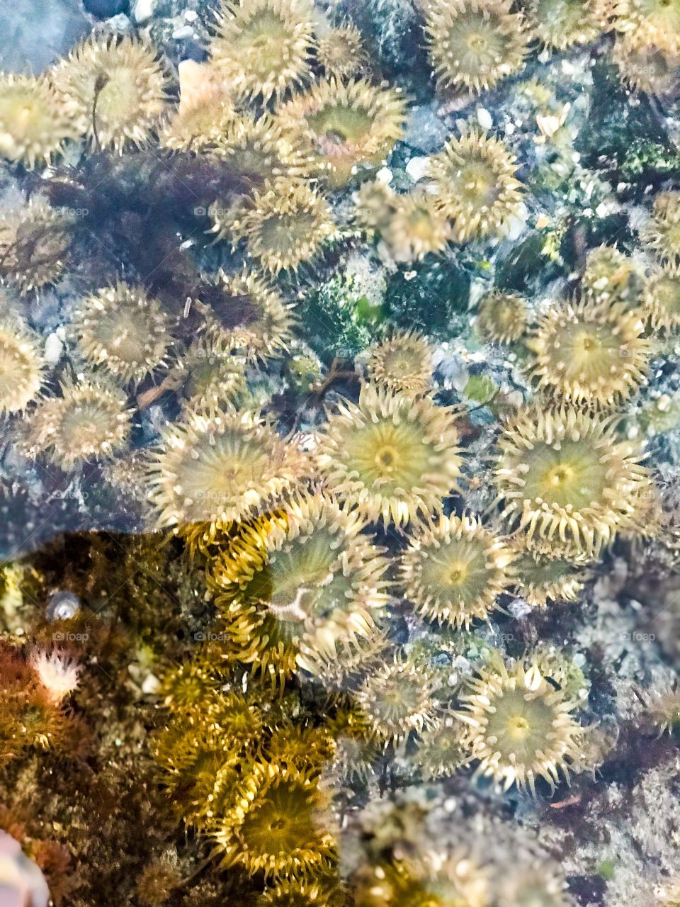 In the ocean, sea flowers: anemone