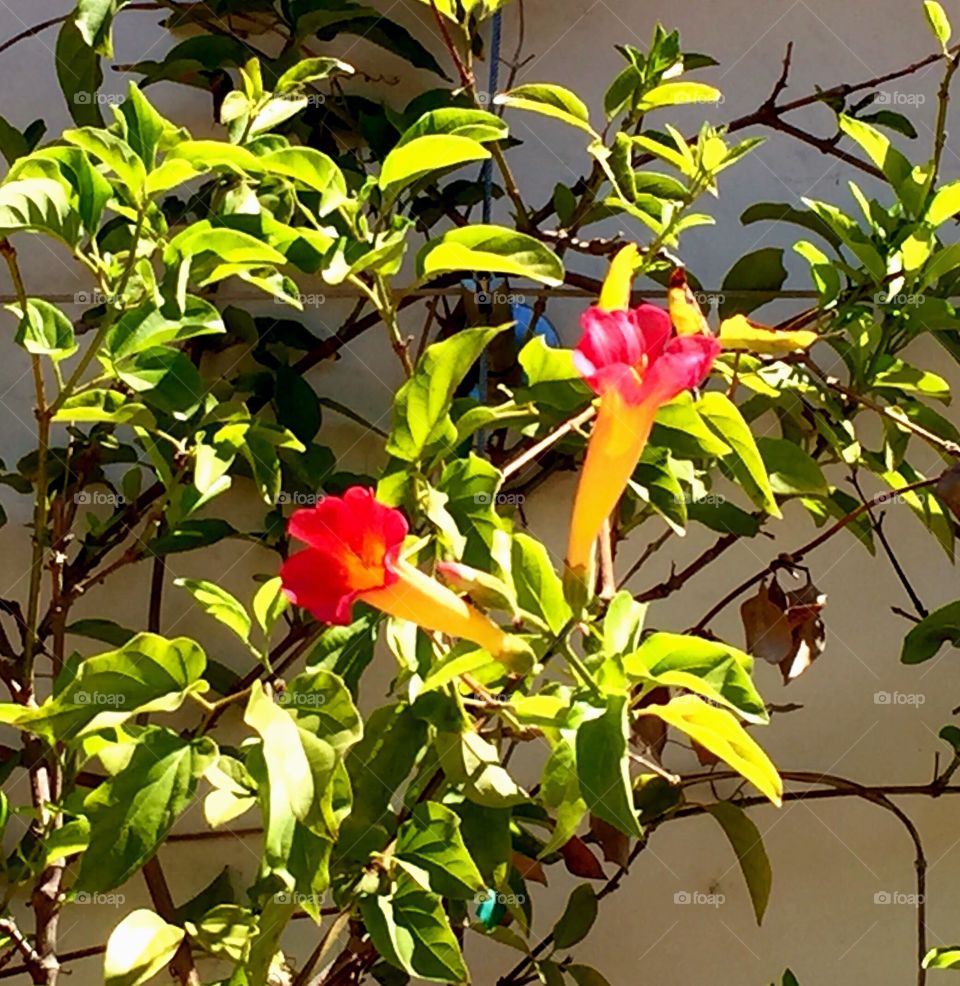 Plants and flowers 