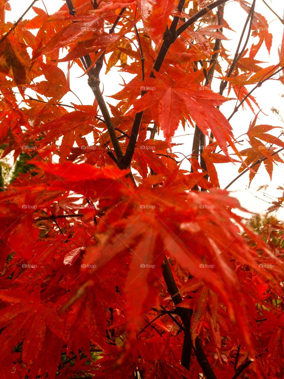 Red Japanese tree