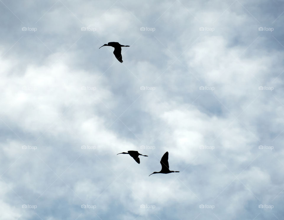 Bird  photography  - open sky