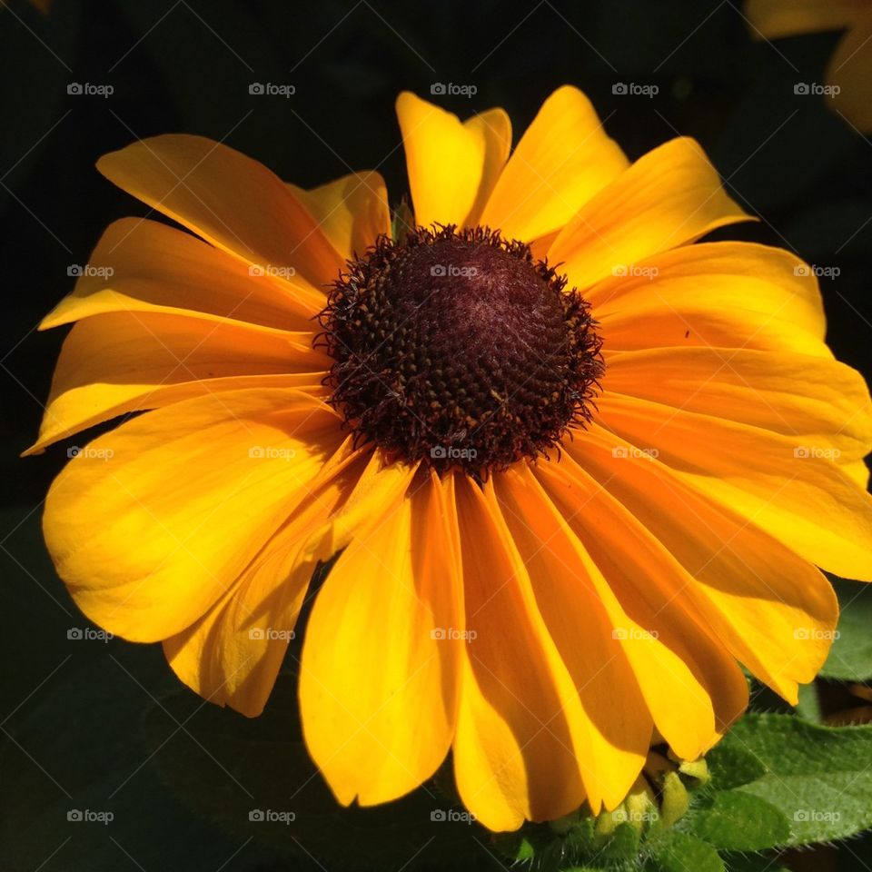 Close-up of sunflower