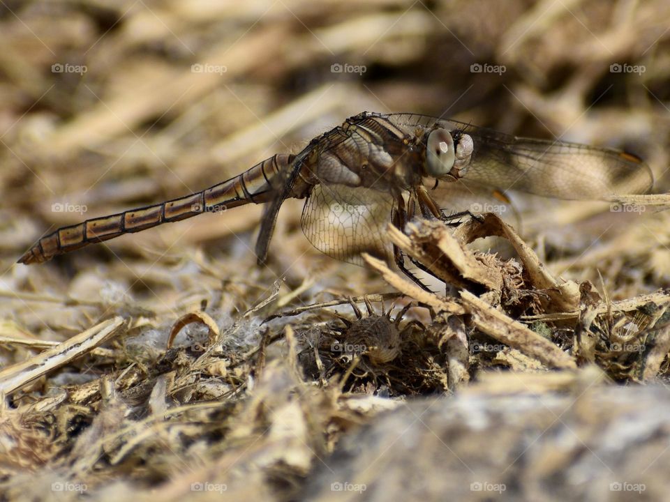 Dragonfly seen from the ground 