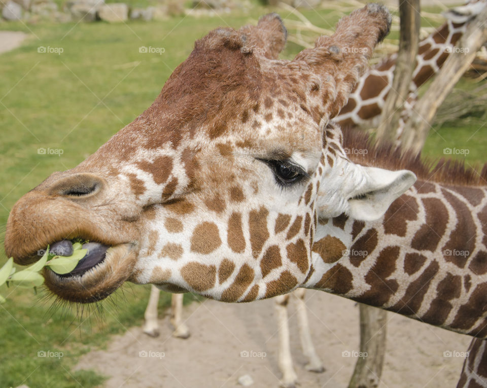 Close up of a fascinating giraffe while eating 