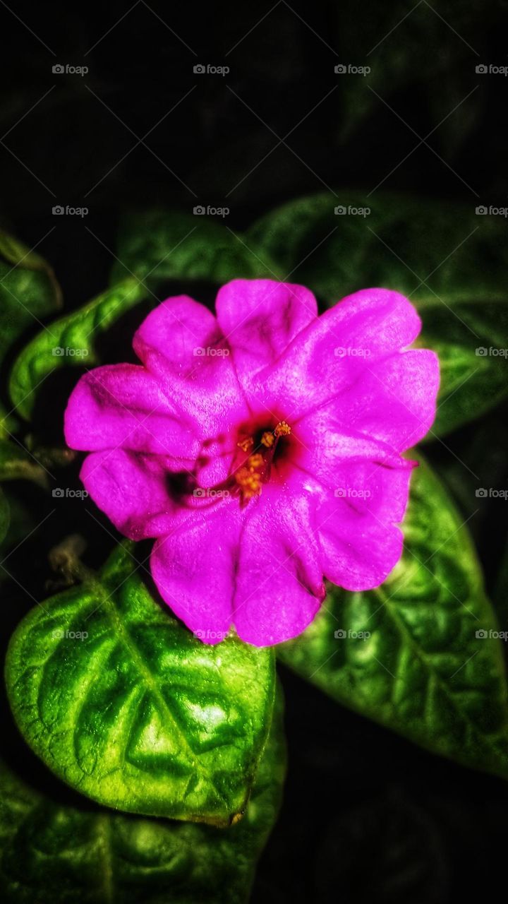 Beauty of the night flower