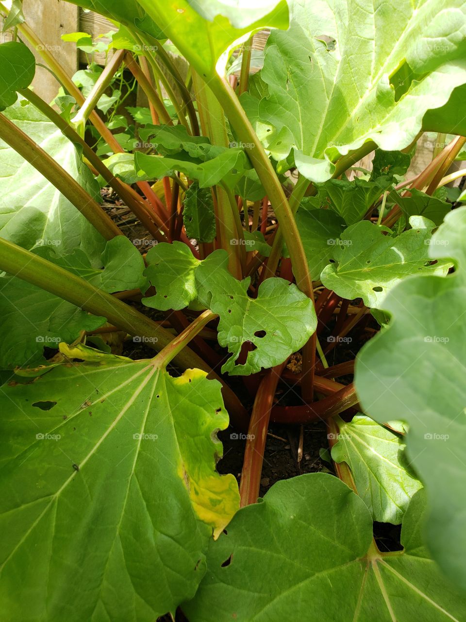 ripe rhubarb patch with big leaves