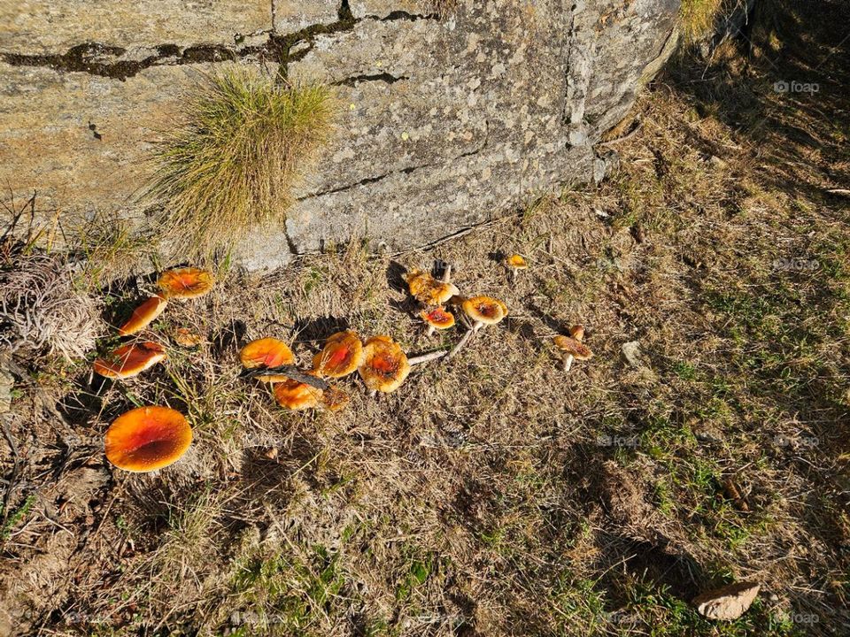 Beautiful Mushrooms 🍄