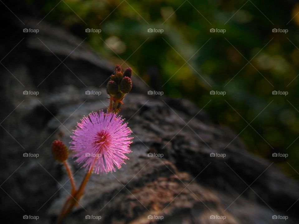 Sensitive plant (Mimosa Pudica flowers)