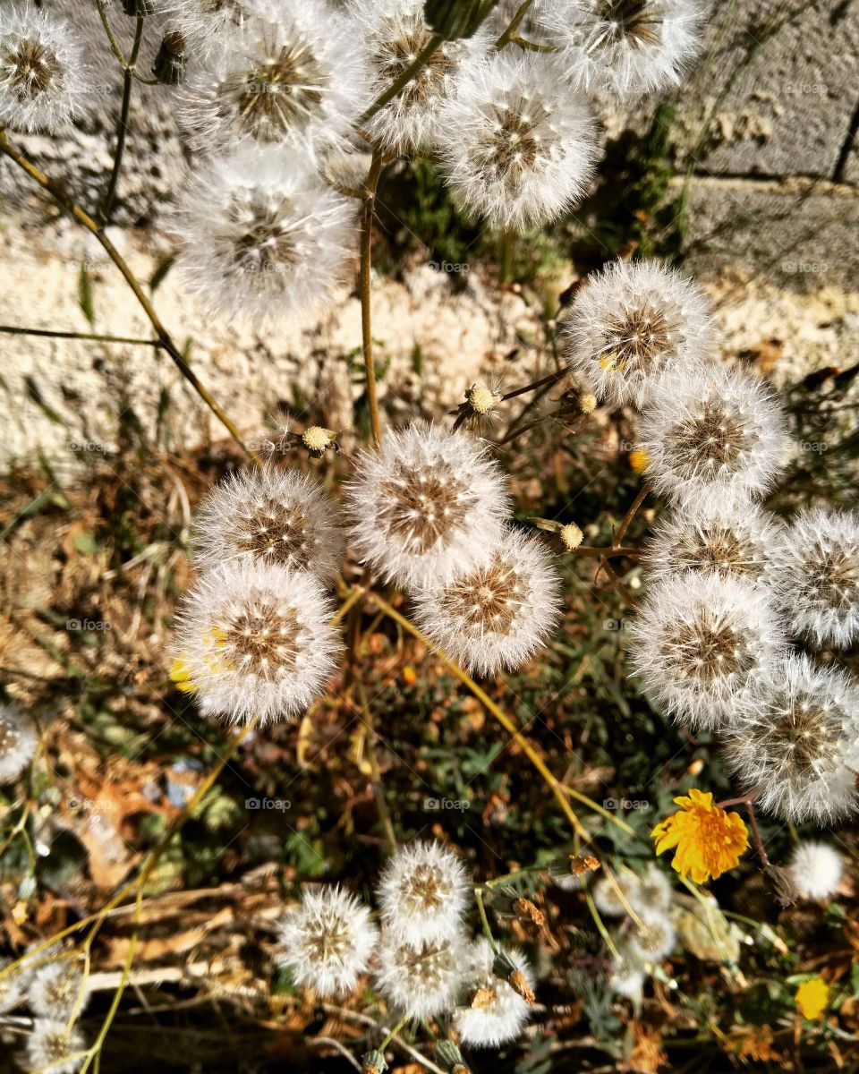 dandelion