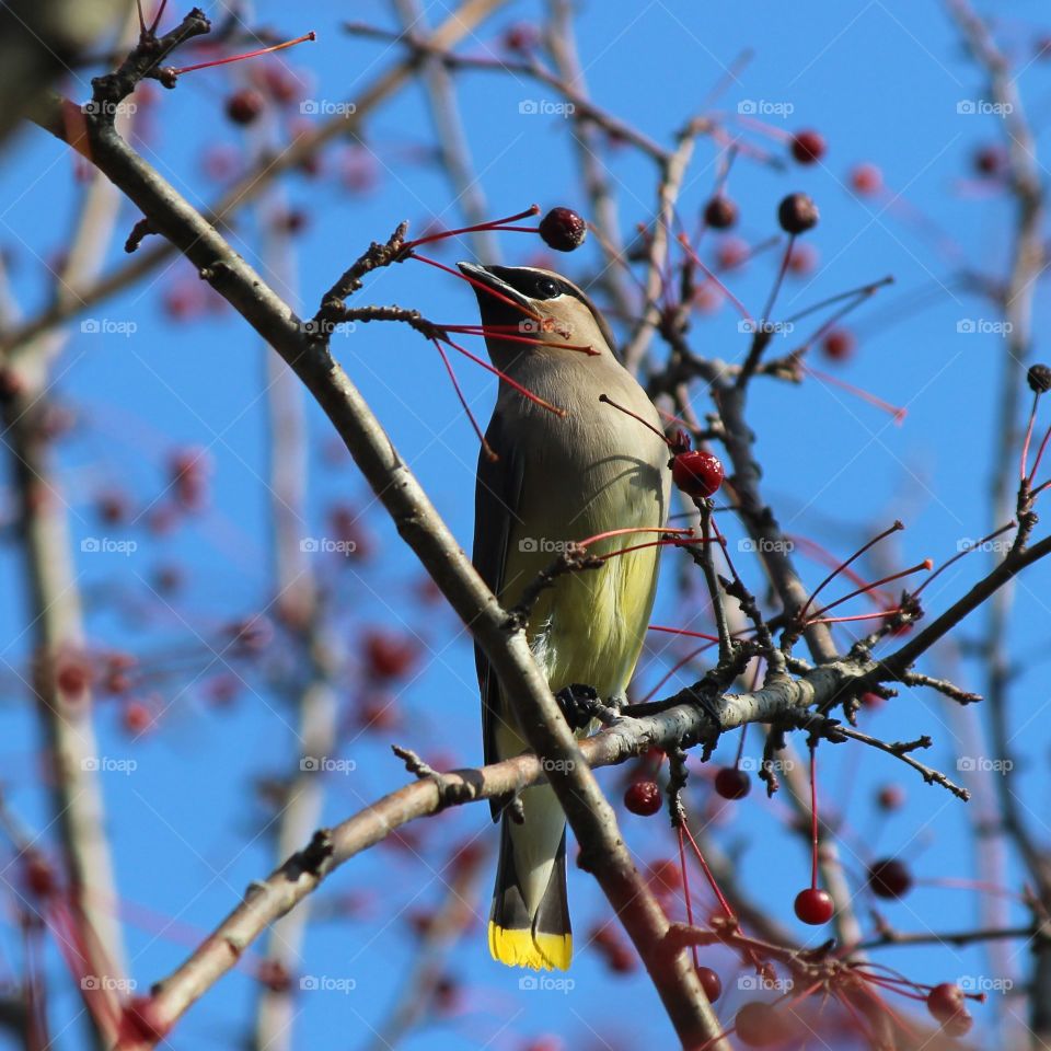 cedar wax ring enjoying the dried berries on a beautiful fall day