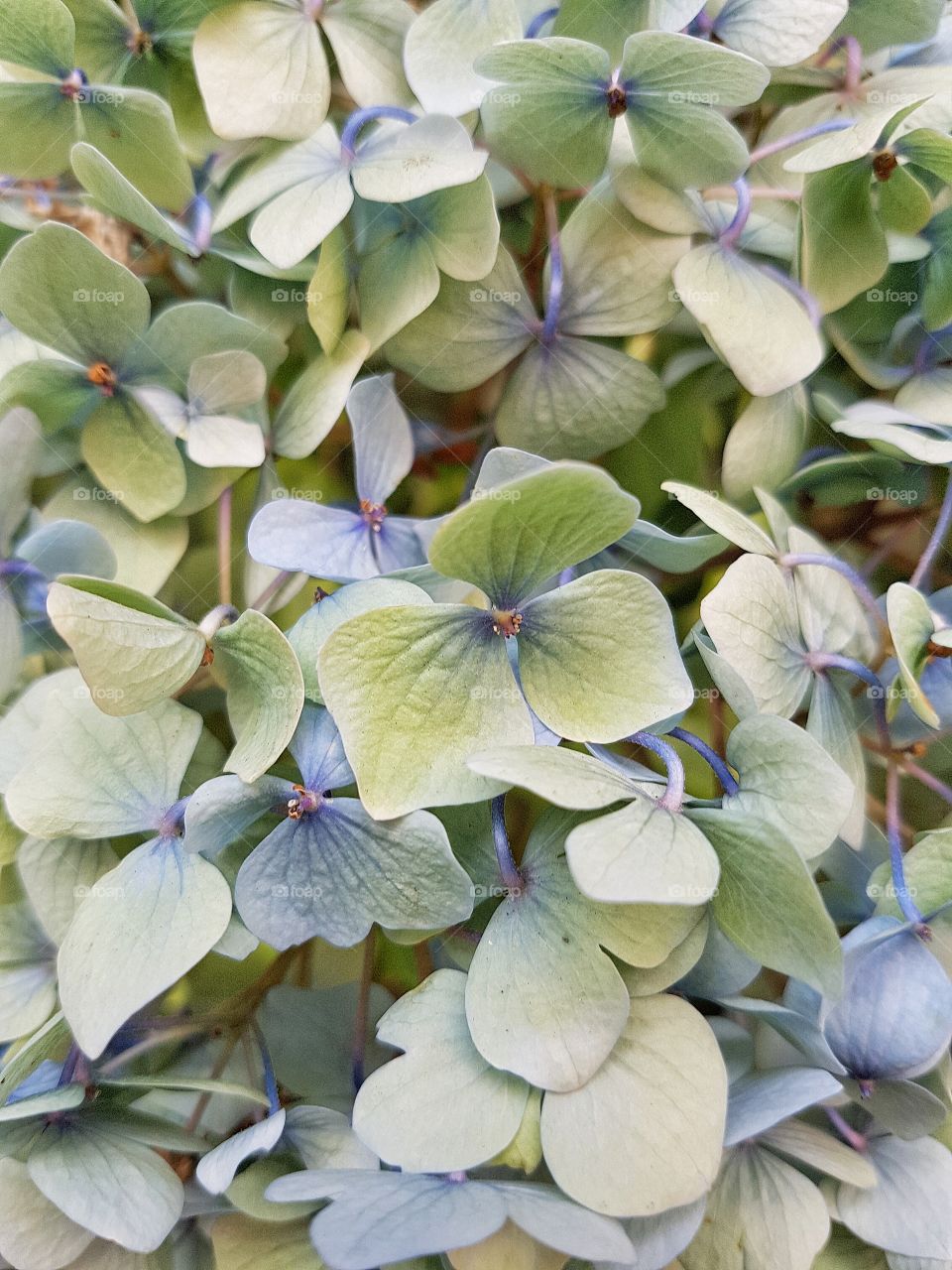 Hydrangea