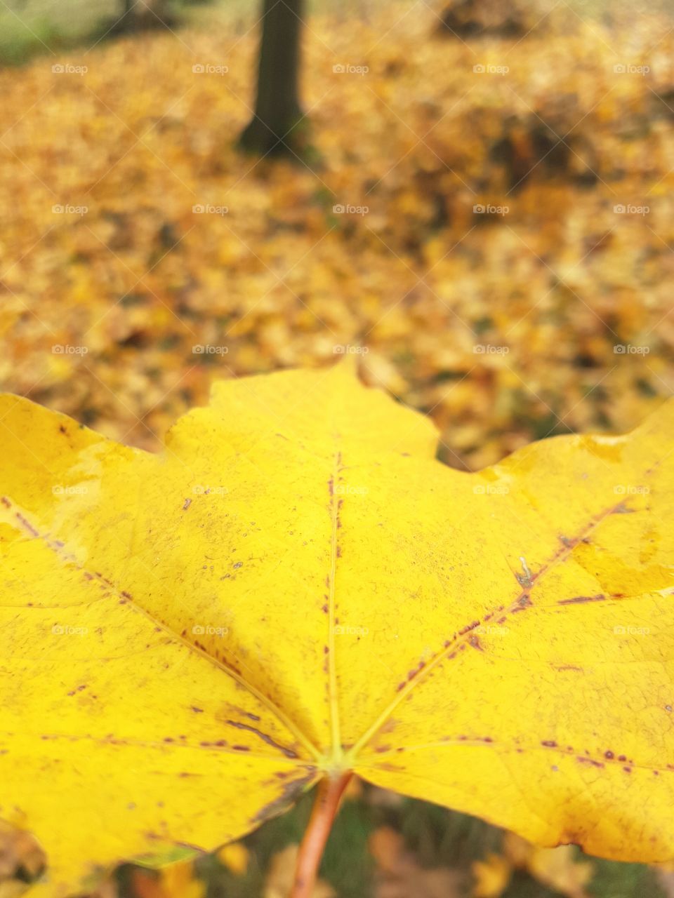 A close up of a yellow autumn leaf