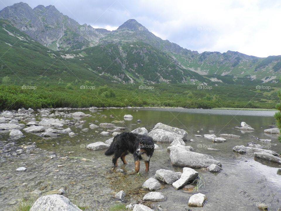 Dog standing near the river